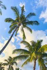 palm trees and blue sky	