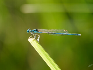 Blue Damselfly Perched on a Green Grass Blade