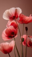 Delicate pink poppies bloom gracefully against a softly blended background