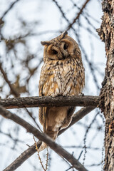 Long-eared owl (Asio otus), looking forward with wide opened eyes