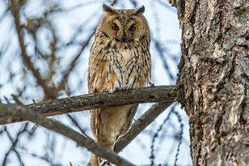 Long-eared owl (Asio otus), looking forward with wide opened eyes