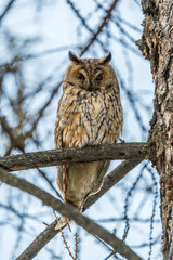 Long-eared owl (Asio otus), looking forward with wide opened eyes