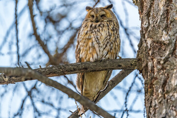 Long-eared owl (Asio otus), looking forward with wide opened eyes