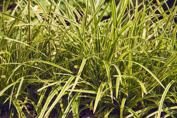 turzyca japońska, Carex morrowii, trawa ozdobna,ogród  © Marcin Łazarczyk