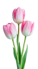 Naklejka premium Colorful Pink and White Tulips with Green Leaves Isolated on a Transparent Background