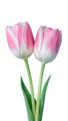 Fototapeta premium Vibrant Pink and White Tulips with Green Leaves Isolated on a Transparent Background
