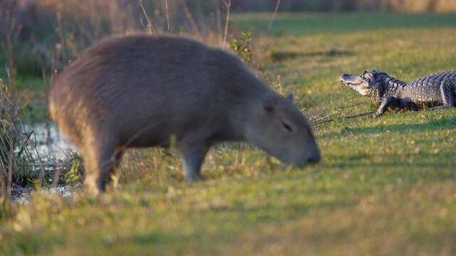 Capybara grazes close to a resting yacar&eacute; caiman. Wildlife animals share the wetland habitat under the warm daylight. Iber&aacute; wetlands, Argentina.