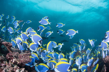 School of Powderblue Surgeonfish