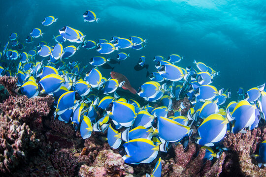 School of Powderblue Surgeonfish