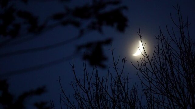 Crescent moon and winter trees.