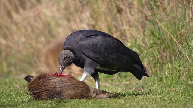 Black vulture (Coragyps atratus) feeding on the carcass of a brown furred animal on grassy terrain in Ibera National Park, Corrientes, Argentina. Close up shot