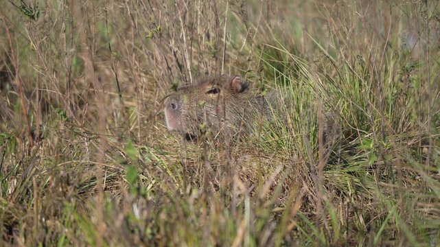 Caapybara lying hidden in tall grass, Ibera wetlands, Corrientes, Argentin
