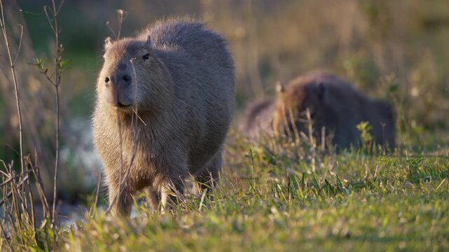 Foreground capybara (Hydrochoerus hydrochaeris) eating, background capybara resting on grass in Iber&aacute; National Park, Argentina. Focus shift.
