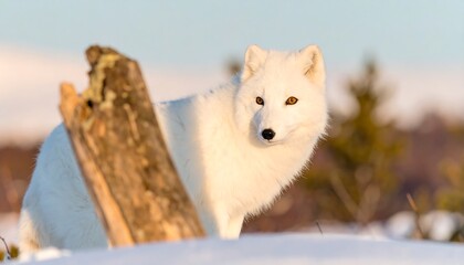 Arctic Fox in Winter Sunlight, Close-up Portrait