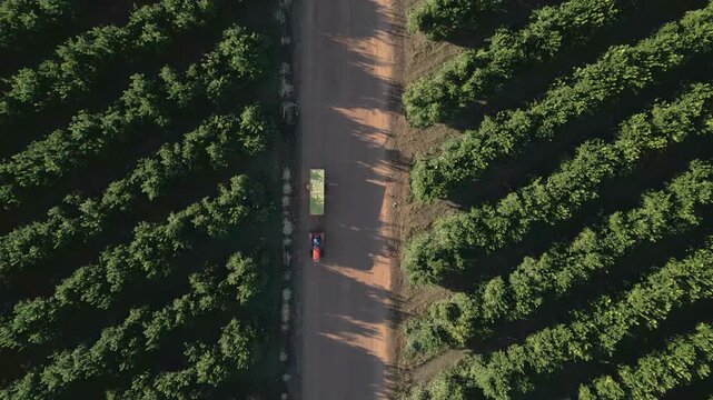 Overhead of a farm tractor towing a trailer of lemon fruit on a commercial citrus orchard.