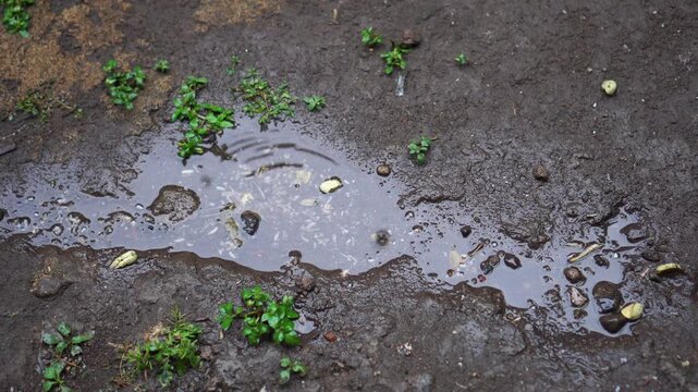 Raindrops create ripples and splashes in small puddles on the ground, where tiny droplets fall continuously, creating a mesmerizing and rhythmic pattern of concentric circles.