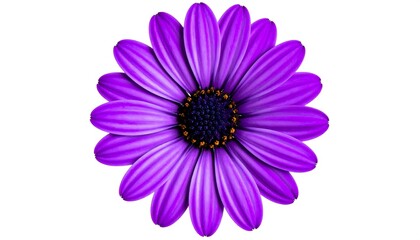 Single vivid purple african daisy bloom isolated, close up studio shot