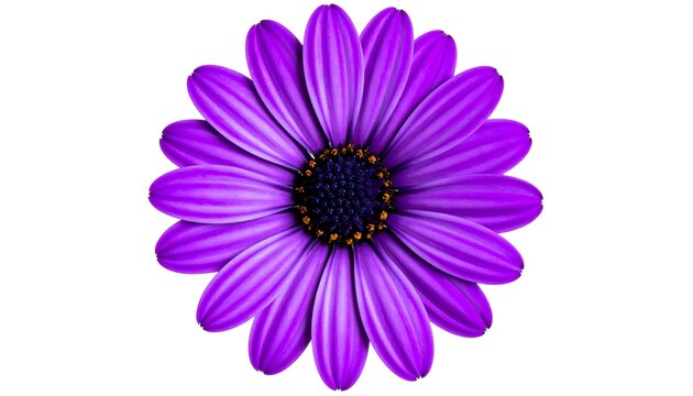 Single vivid purple african daisy bloom isolated, close up studio shot - Powered by Adobe