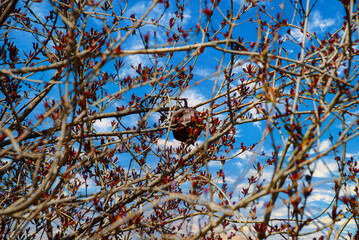 bird on a branch