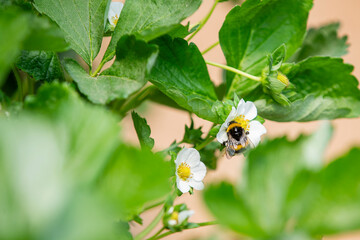 Bumblebee Pollinating Strawberry Blossom in Greenhouse