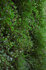 Small leaves on a vegetal background