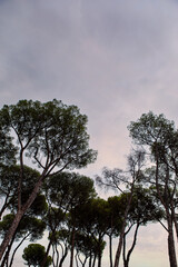 Silhouettes in an Italian garden