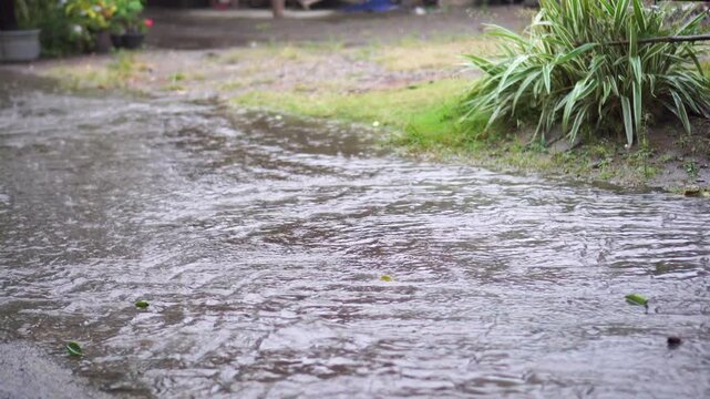 Heavy rain caused water to flow rapidly across the front yard and driveway. This video captures the torrential rainwater flowing over the sidewalk and grassy area with ornamental plants.