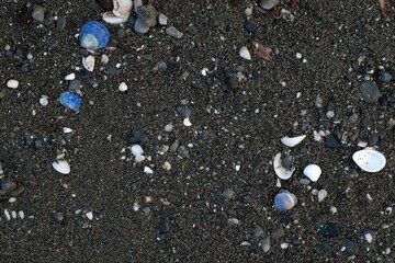 Dark sand beach with scattered seashells