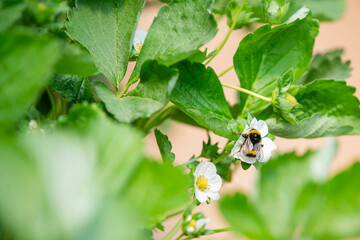 Bumblebee Pollinating Strawberry Blossom in Greenhouse