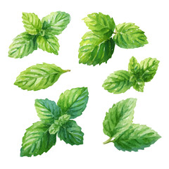 My hand-painted watercolor of mint leaves from a diagonal angle, featuring soft tones and artistic simplicity, isolated on white, EPS vector ready. EPS vector design,  collection