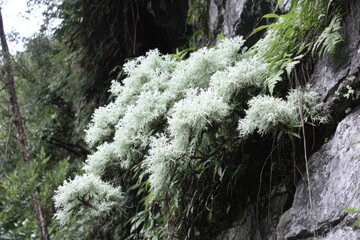 White, fluffy plants clinging to a rock face. Lush vegetation surrounds