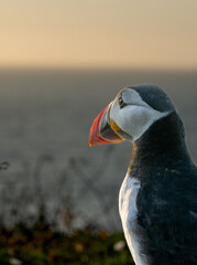 Atlantic puffin (Fratercula arctica) single portrait with vibrant wildflowers, Skomer Island, Wales, UK