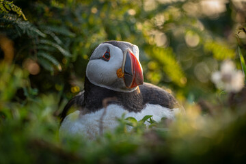 Atlantic puffin (Fratercula arctica) single portrait with vibrant wildflowers, Skomer Island, Wales, UK
