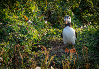 Atlantic puffin (Fratercula arctica) single portrait with vibrant wildflowers, Skomer Island, Wales, UK