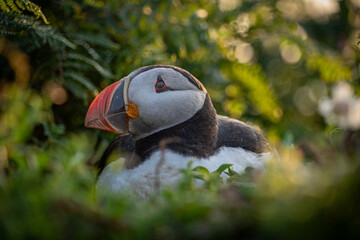 Atlantic puffin (Fratercula arctica) single portrait with vibrant wildflowers, Skomer Island, Wales, UK