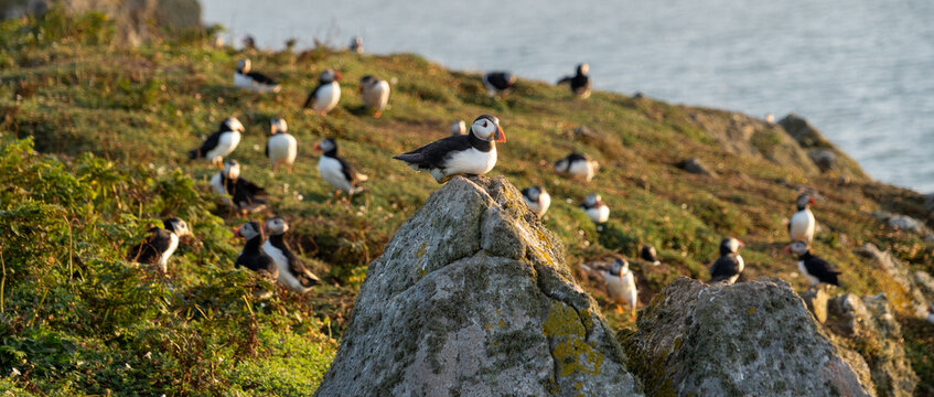 Atlantic puffin (Fratercula arctica) single portrait with vibrant wildflowers, Skomer Island, Wales, UK