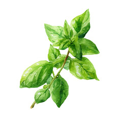 EPS painting design, Vector illustration set, My Watercolor illustration, green basil leaves in diagonal painting isolated on a white background