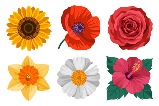 Flower head icon set, sunflower poppy rose, daffodil daisy hibiscus, botanical bloom vector, floral elements