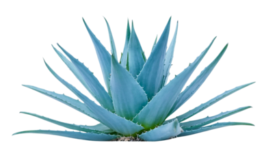 Blue agave, aloe vera plant on white or transparent background	
