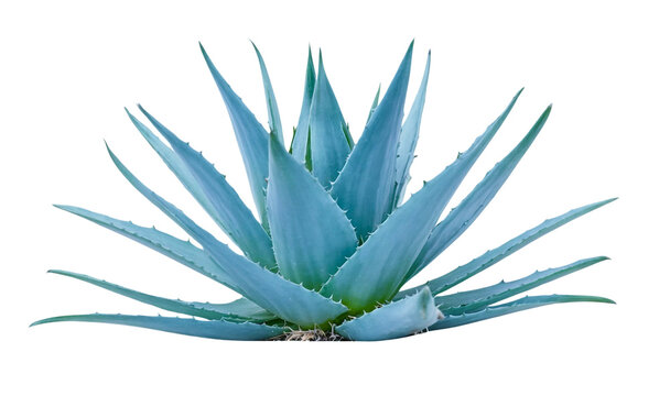Blue agave, aloe vera plant on white or transparent background	
