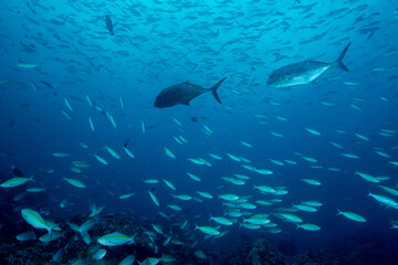 School of Bartail fusilier