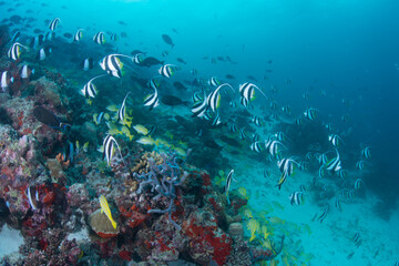 Fototapety na wymiar - Fototapeta24.pl