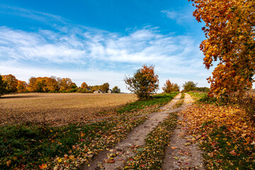Naklejka premium Autumn Country Path With Fallen Leaves and Distant Farm Buildings in a Vibrant Sky#2