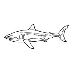 outline vector of great white shark illustration