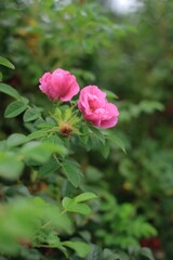 pink rose bush
