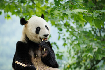 One skinny giant panda eating bamboo in the zoo © lzf