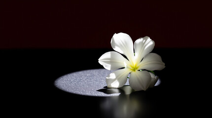  A beautiful white flower on a black table, creating direct harsh shadows.