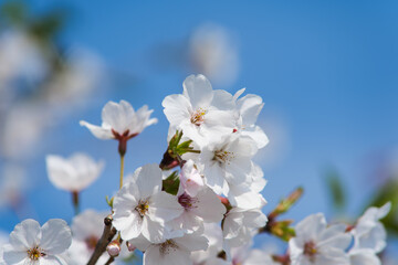 White Cherry Blossoms in Full Bloom Against Clear Blue Sky