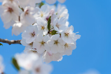 White Cherry Blossoms in Full Bloom Against Clear Blue Sky
