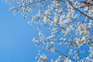 White Cherry Blossoms in Full Bloom Against Clear Blue Sky